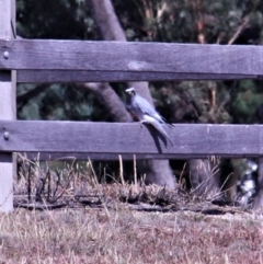 Coracina novaehollandiae at Paddys River, ACT - 16 Apr 2019