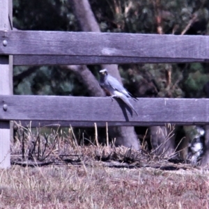 Coracina novaehollandiae at Paddys River, ACT - 16 Apr 2019