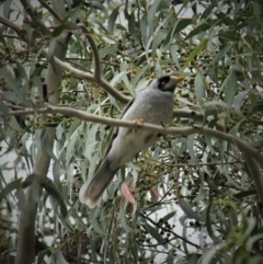 Coracina novaehollandiae at Paddys River, ACT - 16 Apr 2019