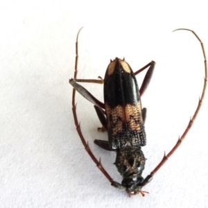 Phoracantha semipunctata at Reid, ACT - 9 Mar 2019 11:15 AM