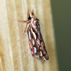 Meyrickella torquesauria (An Eribid Moth) at O'Connor, ACT - 8 Mar 2019 by ibaird
