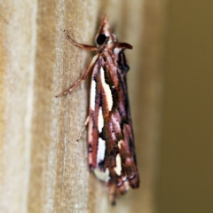 Meyrickella torquesauria at O'Connor, ACT - 8 Mar 2019