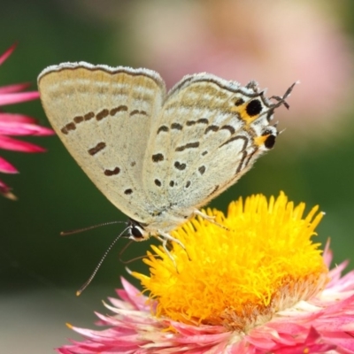 Jalmenus ictinus (Stencilled Hairstreak) at ANBG - 14 Mar 2019 by TimL