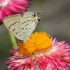 Jalmenus ictinus at Acton, ACT - 14 Mar 2019