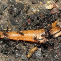 Iridomyrmex rufoniger (Tufted Tyrant Ant) at ANBG - 12 Nov 2018 by TimL