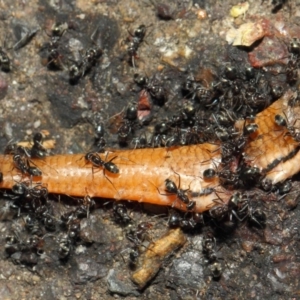 Iridomyrmex rufoniger at Acton, ACT - 12 Nov 2018 02:26 PM