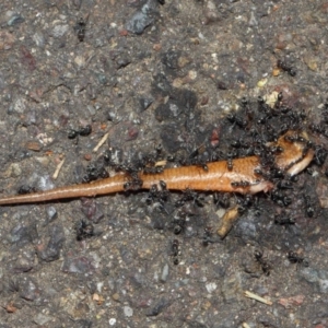 Iridomyrmex rufoniger at Acton, ACT - 12 Nov 2018