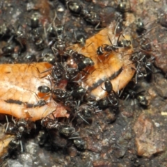 Iridomyrmex rufoniger at Acton, ACT - 12 Nov 2018 02:26 PM