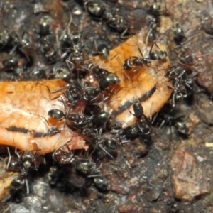 Iridomyrmex rufoniger at Acton, ACT - 12 Nov 2018 02:26 PM