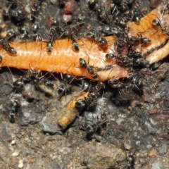 Iridomyrmex rufoniger at Acton, ACT - 12 Nov 2018