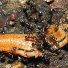 Iridomyrmex rufoniger at Acton, ACT - 12 Nov 2018 02:26 PM