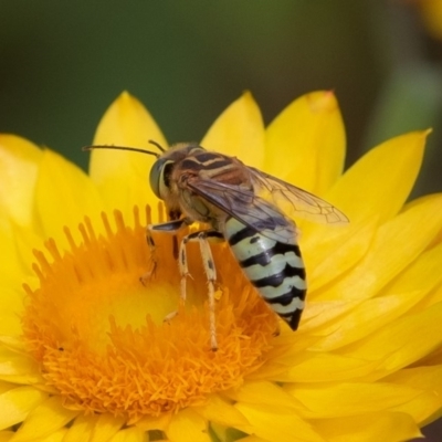 Bembix sp. (genus) (Unidentified Bembix sand wasp) at ANBG - 16 Mar 2019 by rawshorty