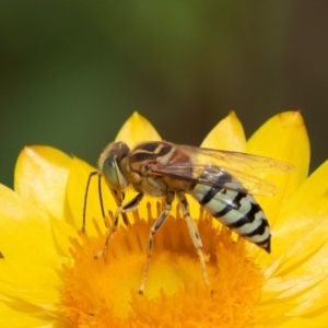 Bembix sp. (genus) at Acton, ACT - 16 Mar 2019