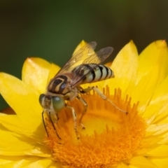 Bembix sp. (genus) at Acton, ACT - 16 Mar 2019