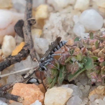 Pompilidae (family) (Unidentified Spider wasp) at Acton, ACT - 16 Mar 2019 by rawshorty