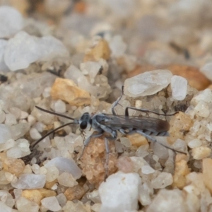 Pompilidae (family) at Acton, ACT - 16 Mar 2019 01:09 PM