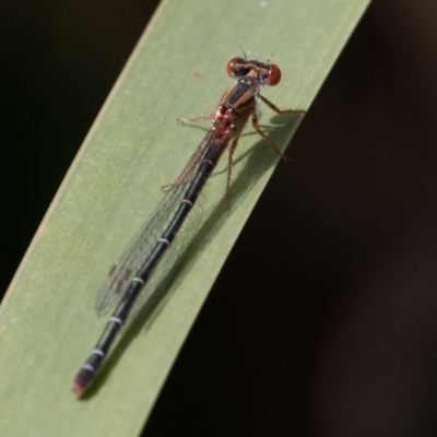 Xanthagrion erythroneurum (Red & Blue Damsel) at ANBG - 16 Mar 2019 by rawshorty
