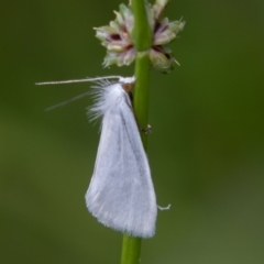 Tipanaea patulella (A Crambid moth) at Acton, ACT - 16 Mar 2019 by rawshorty