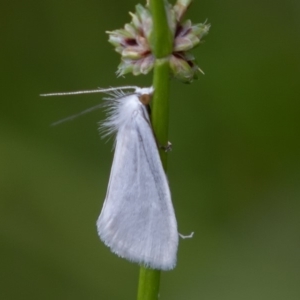 Tipanaea patulella at Acton, ACT - 16 Mar 2019 01:17 PM