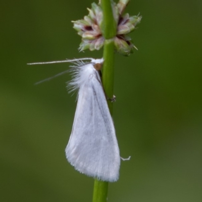 Tipanaea patulella (The White Crambid moth) at Acton, ACT - 16 Mar 2019 by rawshorty