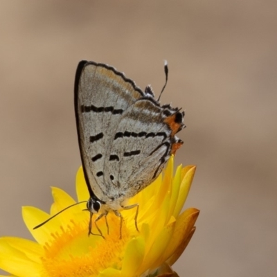 Jalmenus evagoras (Imperial Hairstreak) at ANBG - 16 Mar 2019 by rawshorty