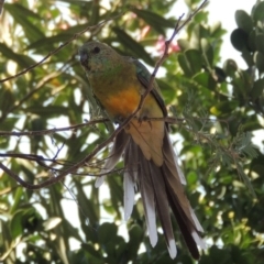 Psephotus haematonotus (Red-rumped Parrot) at Conder, ACT - 27 Feb 2019 by michaelb