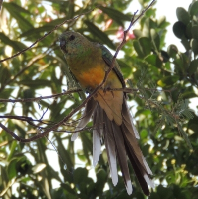 Psephotus haematonotus (Red-rumped Parrot) at Pollinator-friendly garden Conder - 27 Feb 2019 by michaelb