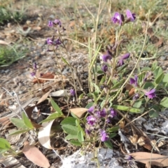 Glycine tabacina (Variable Glycine) at Banks, ACT - 16 Feb 2019 by MichaelBedingfield
