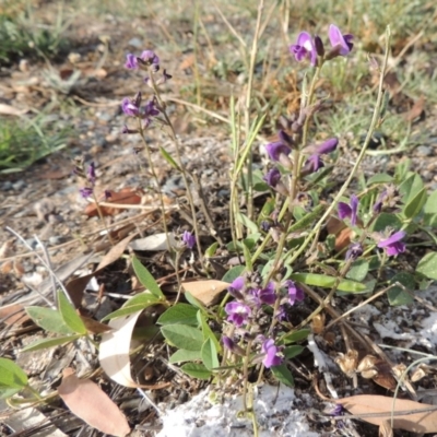 Glycine tabacina (Variable Glycine) at Banks, ACT - 16 Feb 2019 by michaelb