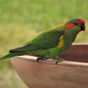 Glossopsitta concinna at Wanniassa, ACT - 17 Mar 2019 11:54 AM