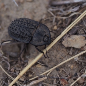 Helea ovata at Gordon, ACT - 16 Mar 2019 04:31 PM