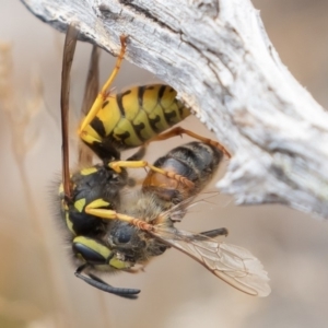 Vespula germanica at Uriarra, NSW - 15 Mar 2019 11:38 AM