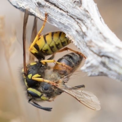 Vespula germanica (European wasp) at Brindabella National Park - 15 Mar 2019 by rawshorty