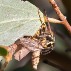 Vespula germanica (German Yellowjacket Wasp (also known as European Wasp)) at Mount Clear, ACT - 3 Mar 2019 by rawshorty