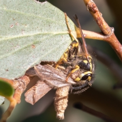 Vespula germanica (European wasp) at Mount Clear, ACT - 3 Mar 2019 by rawshorty