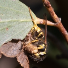 Vespula germanica at Mount Clear, ACT - 3 Mar 2019 08:54 AM