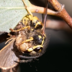 Vespula germanica at Mount Clear, ACT - 3 Mar 2019 08:54 AM