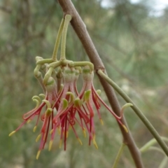 Amyema cambagei (Sheoak Mistletoe) at Coree, ACT - 17 Mar 2019 by RWPurdie