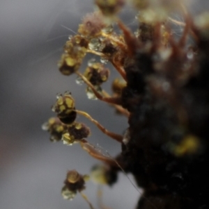 Physarum sp. (genus) at Kianga, NSW - 17 Mar 2019 08:42 AM