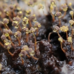 Physarum sp. (genus) at Kianga, NSW - 17 Mar 2019 08:42 AM