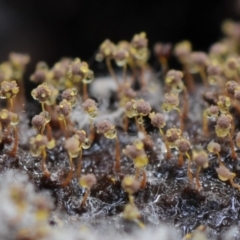 Physarum sp. (genus) at Kianga, NSW - 17 Mar 2019 08:42 AM