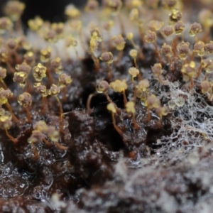 Physarum sp. (genus) at Kianga, NSW - 17 Mar 2019 08:42 AM