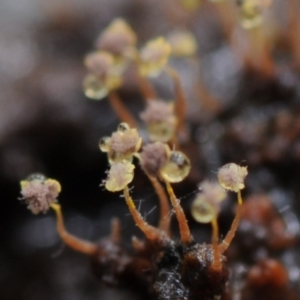 Physarum sp. (genus) at Kianga, NSW - 17 Mar 2019 08:42 AM