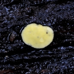 Bisporella sp. at Bodalla State Forest - 16 Mar 2019 by Teresa