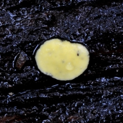 Bisporella sp. at Box Cutting Rainforest Walk - 17 Mar 2019 by Teresa