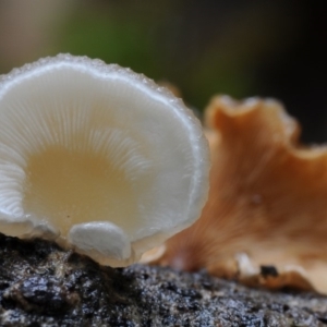 Crepidotus sp. at Box Cutting Rainforest Walk - 17 Mar 2019 10:20 AM