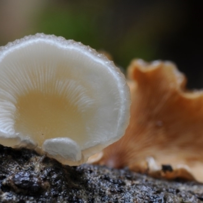 Crepidotus sp. (Crepidotus) at Bodalla State Forest - 16 Mar 2019 by Teresa