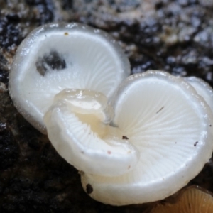 Crepidotus sp. at Box Cutting Rainforest Walk - 17 Mar 2019 10:20 AM