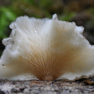 Crepidotus sp. at Box Cutting Rainforest Walk - 17 Mar 2019 10:20 AM