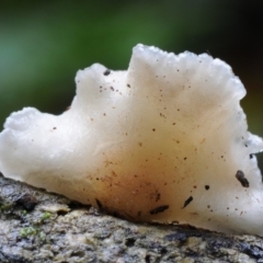 Crepidotus sp. at Box Cutting Rainforest Walk - 17 Mar 2019 10:20 AM